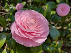 プロフィール写真6・ももこ|Cafe Kyaba 采・カフェキャバ サイ - 本八幡の朝・昼キャバ