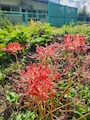 新着ブログ 彼岸花綺麗に咲いてました✨