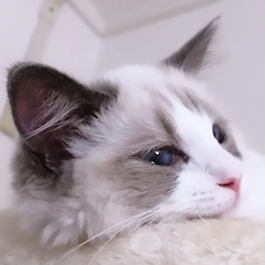 プロフィール写真1・あや｜LuLu・ルル - 三宮のラウンジ/クラブ