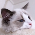 あや