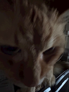 >‎ ̫<♩