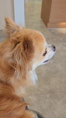 chiko