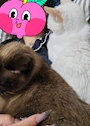 chiko