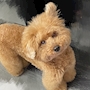 chiko