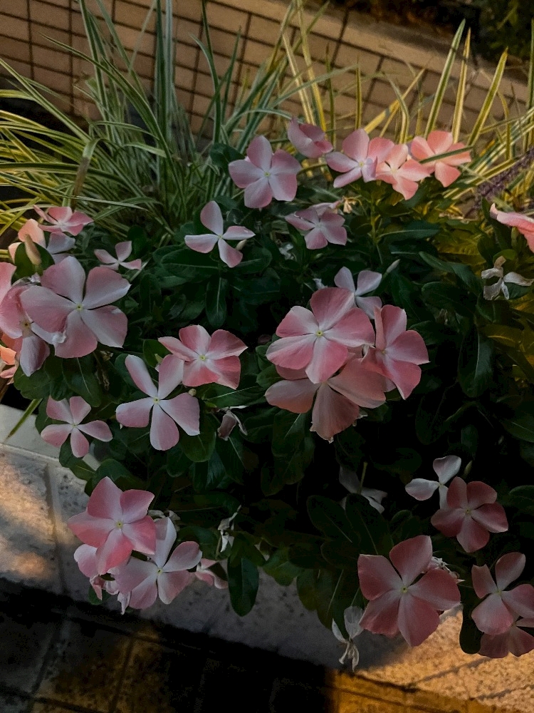りん MINICLUB QUEENSCOURT・ミニクラブ クイーンズコート - 春日井のガールズバー