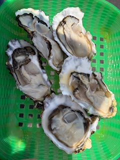 菜々「弾丸茨城②」