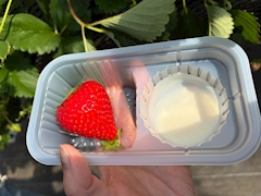 菜々「弾丸茨城①」