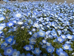 菜々
