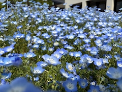 菜々「弾丸茨城④」