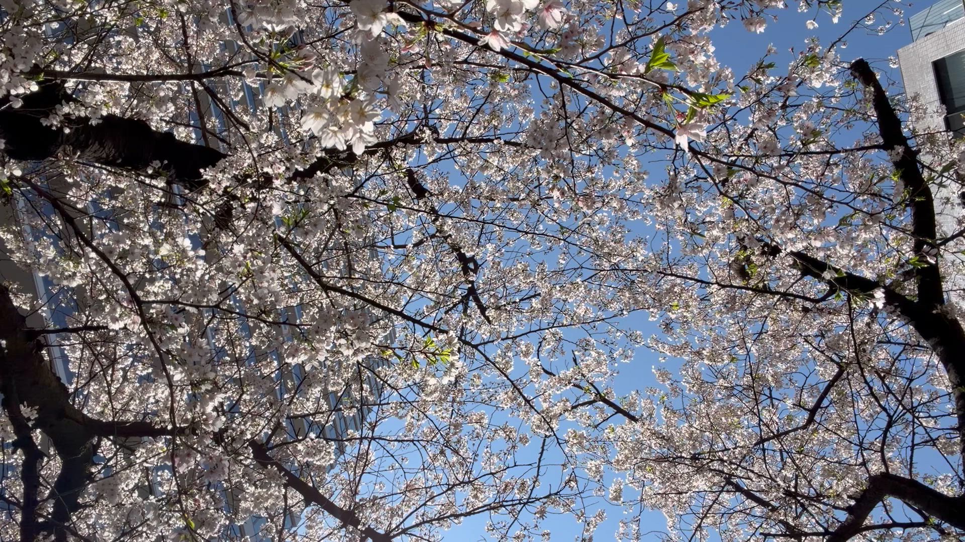 最近ブログを始めた女の子