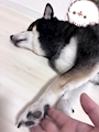 chiko