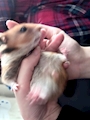 chiko