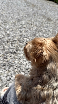 華咲カレン「ほのぼの🥰」