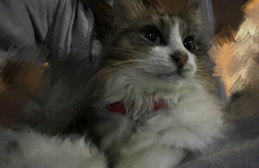 えり