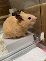 chiko