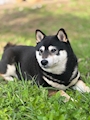 新着ブログ 今日の、わんこ ワオーン❗️