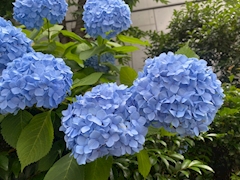 ゆり