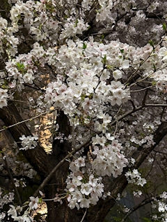 のの「激ねむ(՞- -՞)ᐝ」