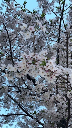 最近ブログを始めた女の子