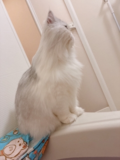 紫翠 ゆあ💎