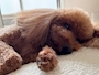 新着ブログ 私の愛犬ちょこちゃん
