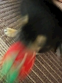 chiko