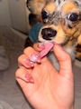chiko