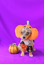 chiko