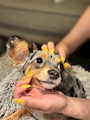 chiko