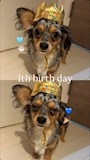 chiko