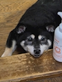 chiko