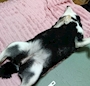 chiko