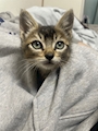 chiko
