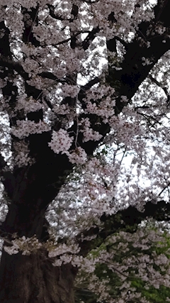 プロフィール写真1・みずほ【ATHENA】｜GIRL’S BAR LOUNGE ATHENA・アテナ - 船橋のガールズバー