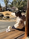 プロフィール写真8・🦋蘭🦋|le curu・ルクル - 久米川のキャバクラ