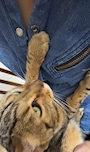 chiko