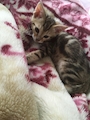 chiko
