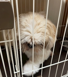 のあ