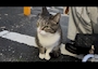 新着ブログ にゃん