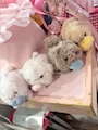 新着ブログ ᜊ(˶ᐢ. .ᐢ˵)ᜊ