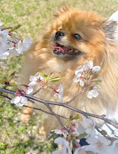 プロフィール写真3・ふうか｜Pub CLUB Hugo・ヒューゴ - 所沢のキャバクラ