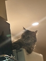 chiko