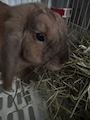 chiko