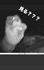 いろはのプロフ動画