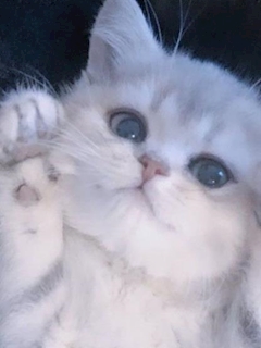 プロフィール写真1・あゆ｜猫猫 MaoMao・マオマオ - 国分町のガールズバー