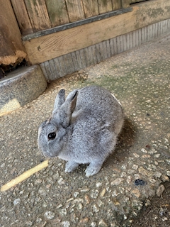 あかり