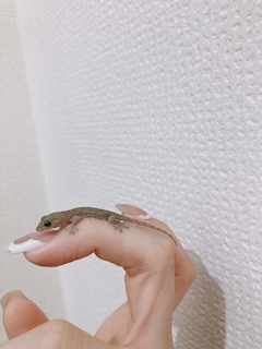 プロフィール写真3・ぺこ|フェスティバル 裏なんば店 - 難波千日前のガールズバー