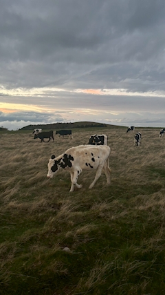 プロフィール写真3・💖💜💖KAPI💜吉祥寺リコリス💖💜💖｜GIRL'S BAR LyCoris・リコリス - 吉祥寺駅前のガールズバー