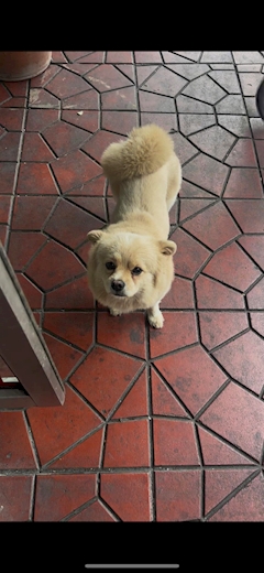 プロフィール写真2・💖💜💖KAPI💜吉祥寺リコリス💖💜💖｜GIRL'S BAR LyCoris・リコリス - 吉祥寺駅前のガールズバー