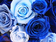 プロフィール写真1・えりか｜梅田 熟女キャバクラ・玉響（たまゆら）